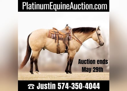 American Quarter Horse, Wallach, 13 Jahre, 155 cm, Buckskin