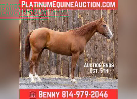 American Quarter Horse, Wallach, 13 Jahre, 155 cm, Dunkelfuchs