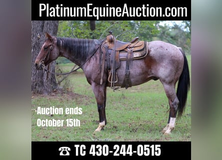 American Quarter Horse, Wallach, 13 Jahre, 155 cm, Roan-Bay