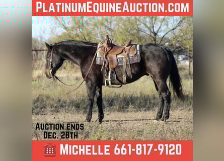 American Quarter Horse, Wallach, 13 Jahre, 155 cm, Roan-Bay