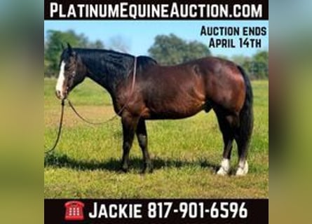 American Quarter Horse, Wallach, 13 Jahre, 155 cm, Rotbrauner
