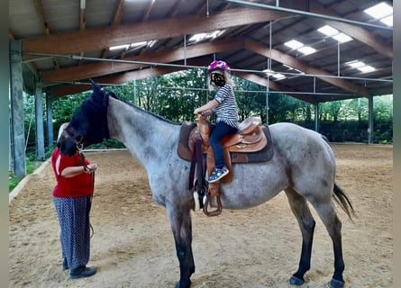 American Quarter Horse, Wallach, 13 Jahre, 156 cm, Roan-Bay