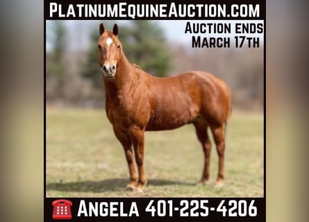 American Quarter Horse, Wallach, 13 Jahre, 157 cm, Dunkelfuchs