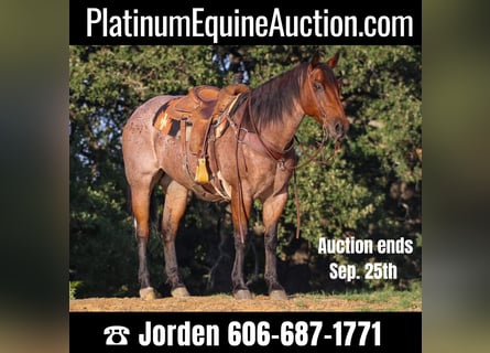 American Quarter Horse, Wallach, 13 Jahre, 157 cm, Roan-Bay