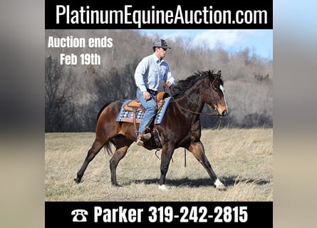 American Quarter Horse, Wallach, 13 Jahre, 157 cm, Rotbrauner