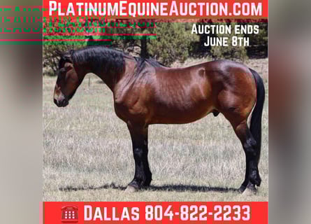 American Quarter Horse, Wallach, 13 Jahre, 157 cm, Rotbrauner