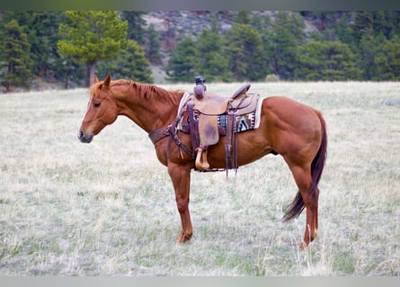 American Quarter Horse, Wallach, 13 Jahre, 157 cm, Rotfuchs