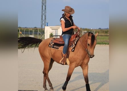 American Quarter Horse, Wallach, 13 Jahre, 161 cm, Buckskin