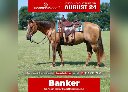 American Quarter Horse, Wallach, 13 Jahre, Falbe