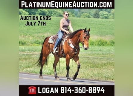American Quarter Horse, Wallach, 13 Jahre, Rotbrauner