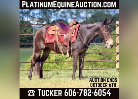 American Quarter Horse, Wallach, 13 Jahre, Rotbrauner