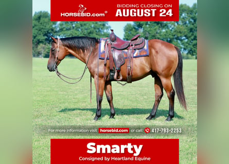 American Quarter Horse, Wallach, 13 Jahre, Rotbrauner