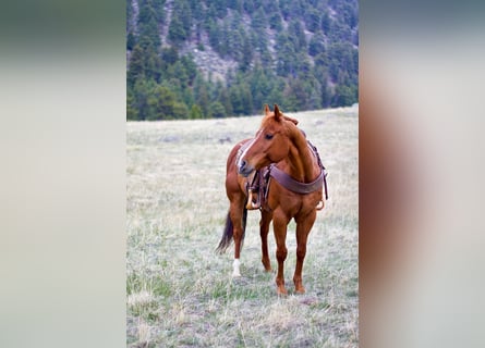 American Quarter Horse, Wallach, 13 Jahre, Rotfuchs