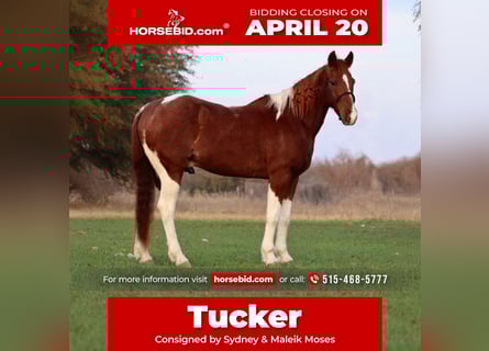 American Quarter Horse, Wallach, 14 Jahre, 142 cm, Schecke