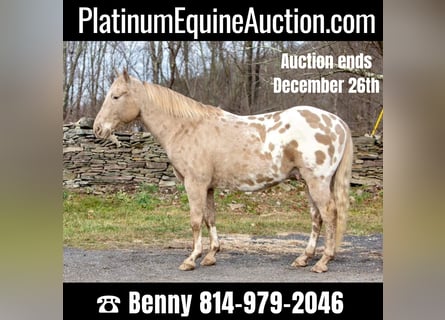 American Quarter Horse, Wallach, 14 Jahre, 145 cm, Champagne