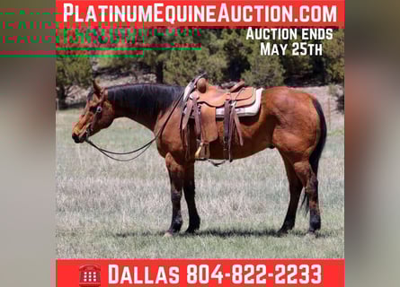 American Quarter Horse, Wallach, 14 Jahre, 147 cm, Rotbrauner