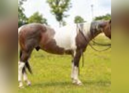 American Quarter Horse, Wallach, 14 Jahre, 147 cm, Rotbrauner