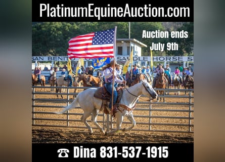 American Quarter Horse, Wallach, 14 Jahre, 147 cm, Schimmel
