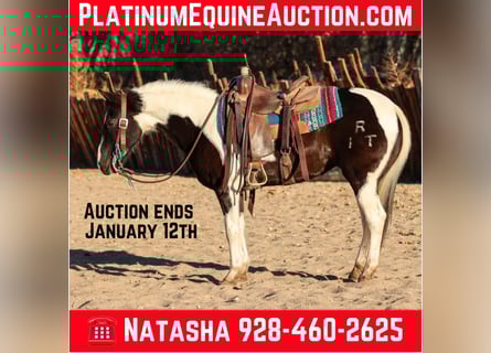 American Quarter Horse, Wallach, 14 Jahre, 147 cm, Tobiano-alle-Farben