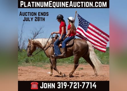 American Quarter Horse, Wallach, 14 Jahre, 150 cm, Palomino