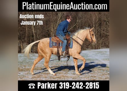 American Quarter Horse, Wallach, 14 Jahre, 150 cm, Palomino