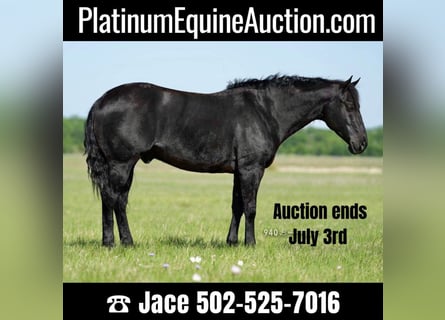 American Quarter Horse, Wallach, 14 Jahre, 150 cm, Rappe