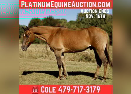 American Quarter Horse, Wallach, 14 Jahre, 150 cm, Red Dun