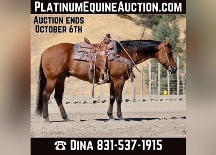 American Quarter Horse, Wallach, 14 Jahre, 152 cm, Falbe