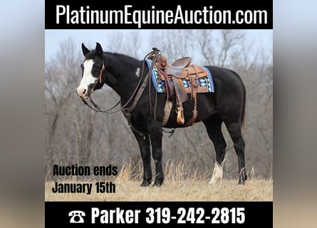 American Quarter Horse, Wallach, 14 Jahre, 152 cm, Overo-alle-Farben