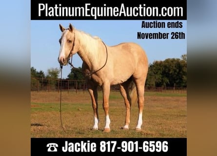 American Quarter Horse, Wallach, 14 Jahre, 152 cm, Palomino