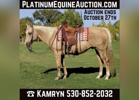 American Quarter Horse, Wallach, 14 Jahre, 152 cm, Palomino