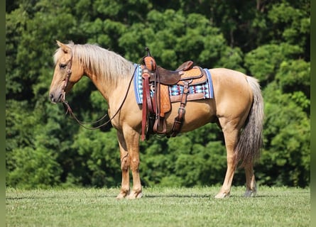 American Quarter Horse, Wallach, 14 Jahre, 152 cm, Palomino