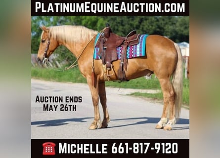 American Quarter Horse, Wallach, 14 Jahre, 152 cm, Palomino