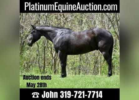 American Quarter Horse, Wallach, 14 Jahre, 152 cm, Rappe
