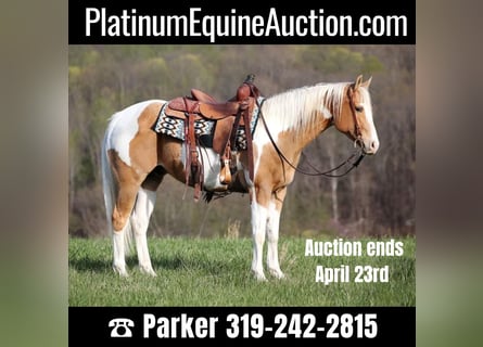 American Quarter Horse, Wallach, 14 Jahre, 152 cm, Tobiano-alle-Farben