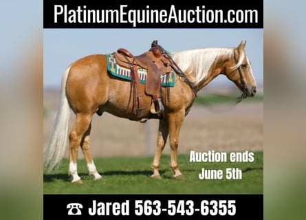 American Quarter Horse, Wallach, 14 Jahre, 155 cm, Palomino