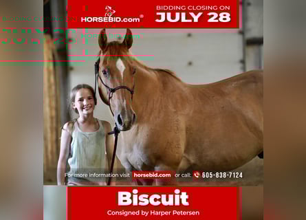 American Quarter Horse, Wallach, 14 Jahre, 155 cm, Red Dun