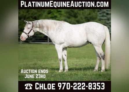 American Quarter Horse, Wallach, 14 Jahre, 155 cm, Schimmel