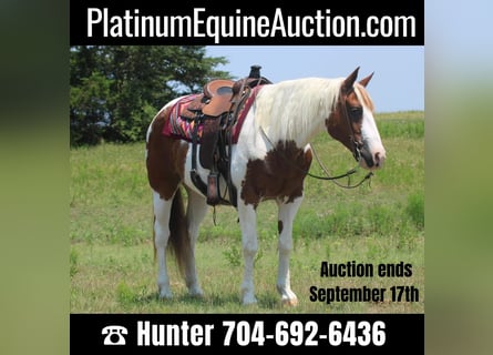 American Quarter Horse, Wallach, 14 Jahre, 155 cm, Tobiano-alle-Farben
