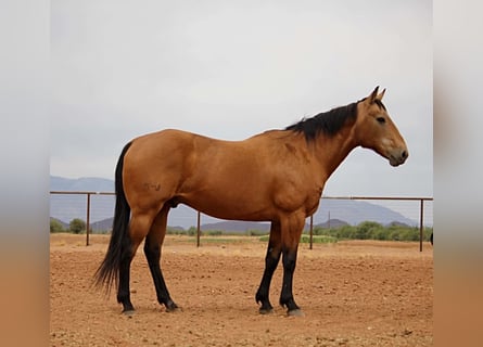 American Quarter Horse, Wallach, 14 Jahre, 157 cm, Buckskin