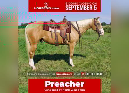American Quarter Horse Mix, Wallach, 14 Jahre, 157 cm, Palomino