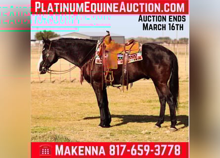 American Quarter Horse, Wallach, 14 Jahre, 157 cm, Palomino