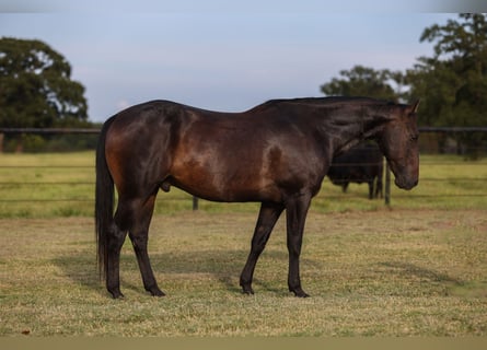 American Quarter Horse, Wallach, 14 Jahre, 157 cm, Rappe