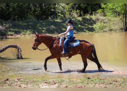 American Quarter Horse, Wallach, 14 Jahre, 157 cm, Roan-Bay