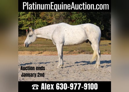 American Quarter Horse, Wallach, 14 Jahre, 157 cm, Schimmel