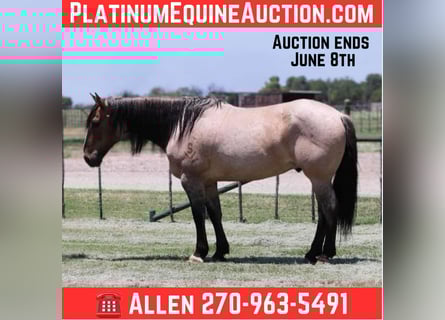 American Quarter Horse, Wallach, 14 Jahre, 160 cm, Grullo