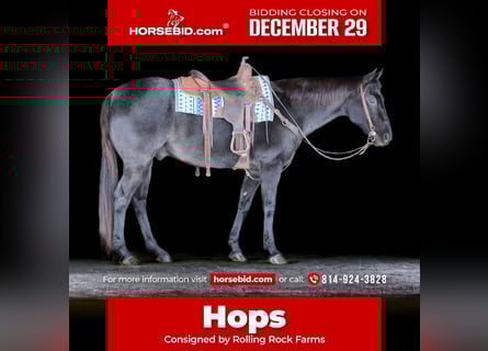 American Quarter Horse, Wallach, 14 Jahre, 160 cm, Roan-Blue