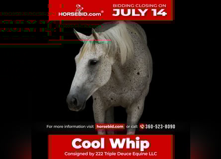 American Quarter Horse, Wallach, 14 Jahre, 160 cm, Schimmel