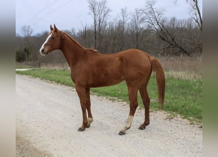 American Quarter Horse, Wallach, 14 Jahre, 163 cm, Rotfuchs