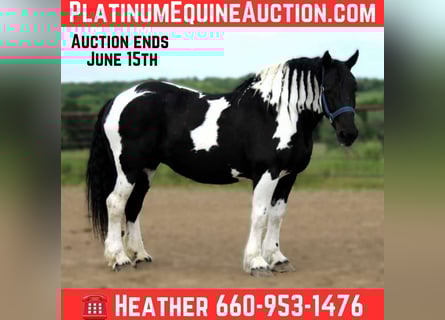 American Quarter Horse, Wallach, 14 Jahre, 170 cm, Tobiano-alle-Farben